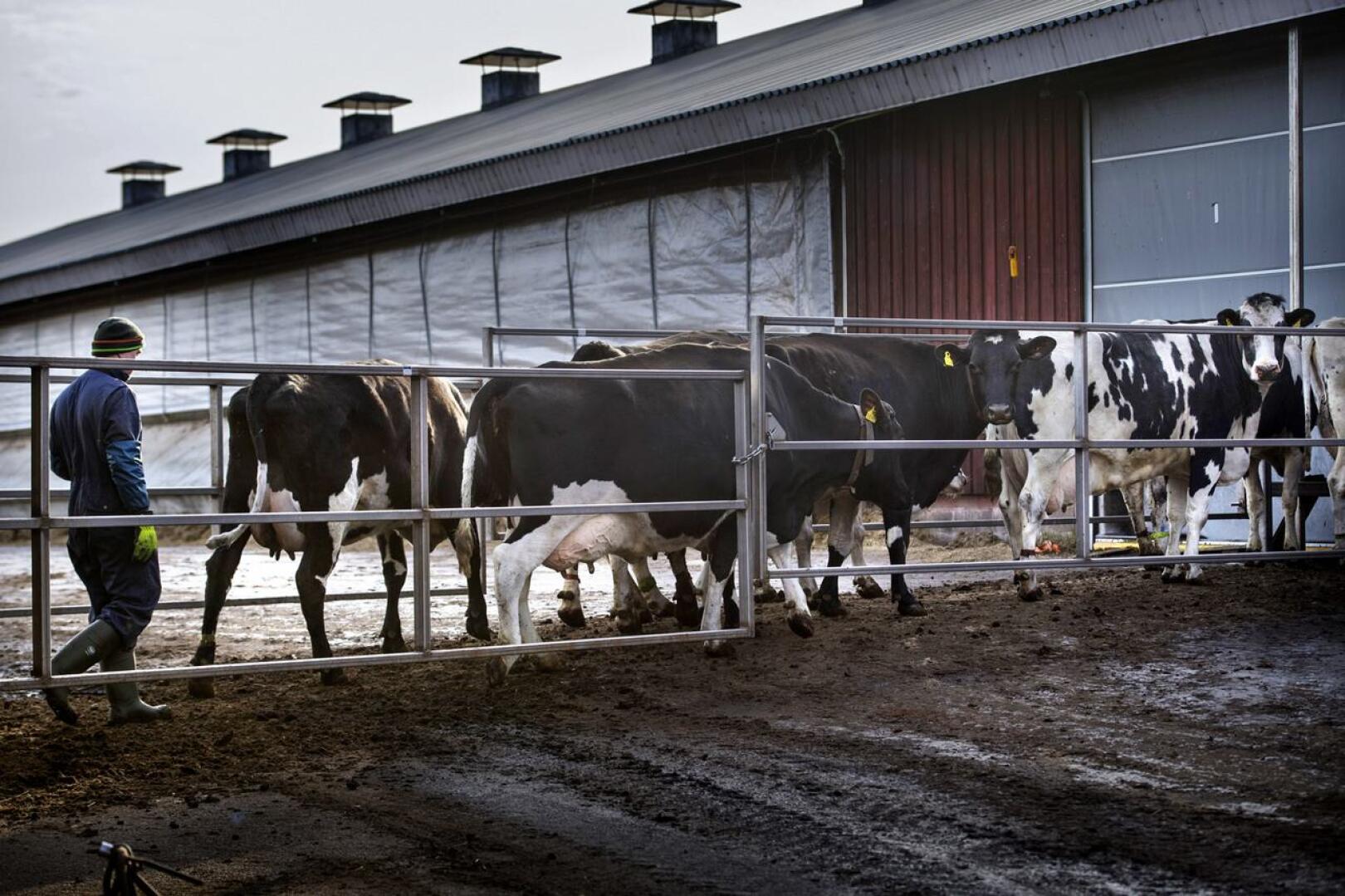 Aimar Jegorov patisteli maaliskuisena keskiviikkona lehmiä Åsbro Mjölkin maitotilalla Kruunupyyssä.