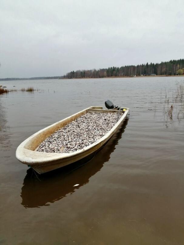 Vatjusjärven maanantaisen saaliin kuljettaminen maihin vaati kolme kuljetuskertaa. Kerralla veneeseen mahtuu reilut 2000 kiloa kalaa.