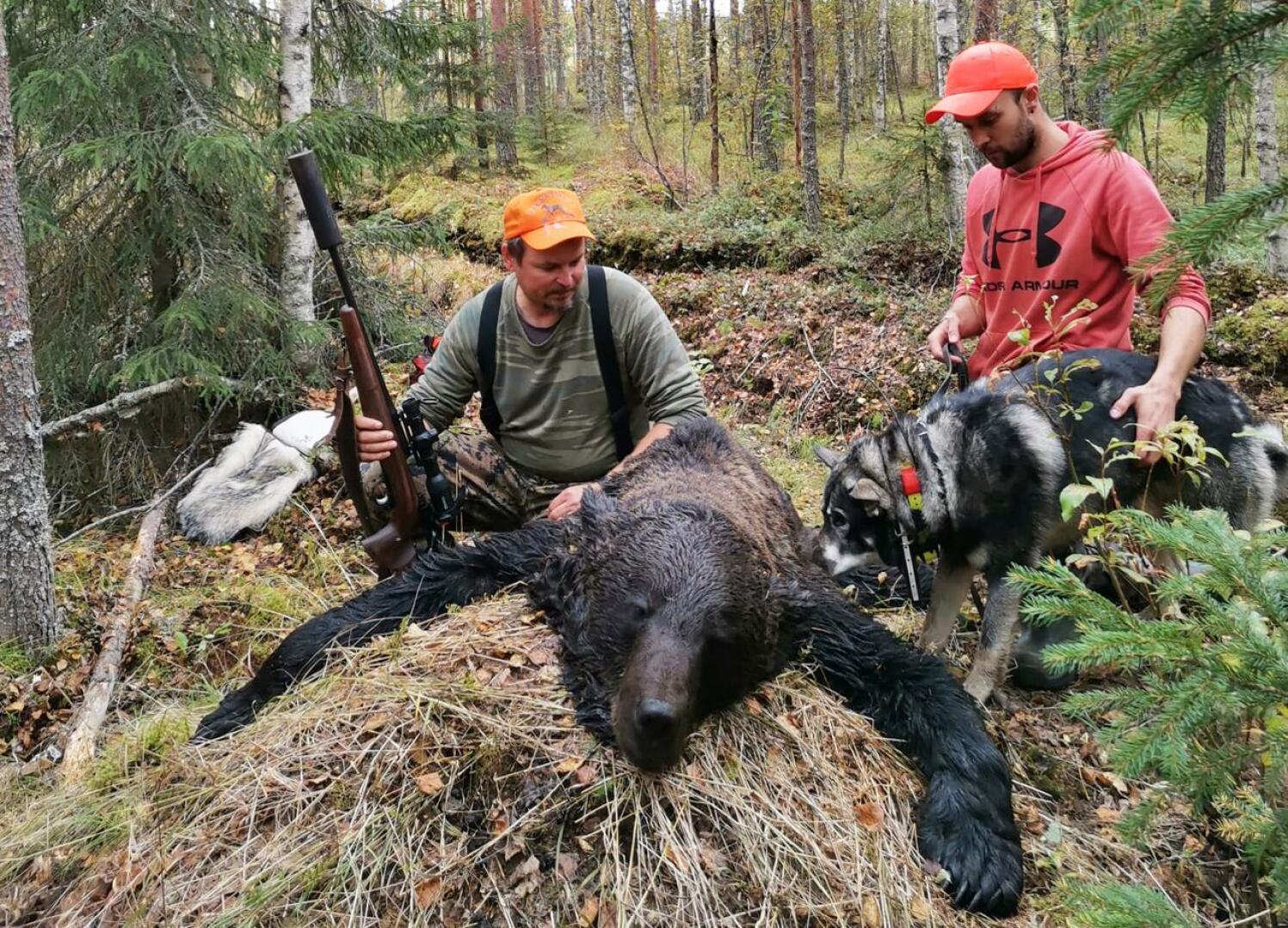 184-kiloisen uroskarhun ampui Jani Puolitaival Haapaveden jahtiporukasta, koiramiehenä toimi Atte Hoikka Haapajärveltä.