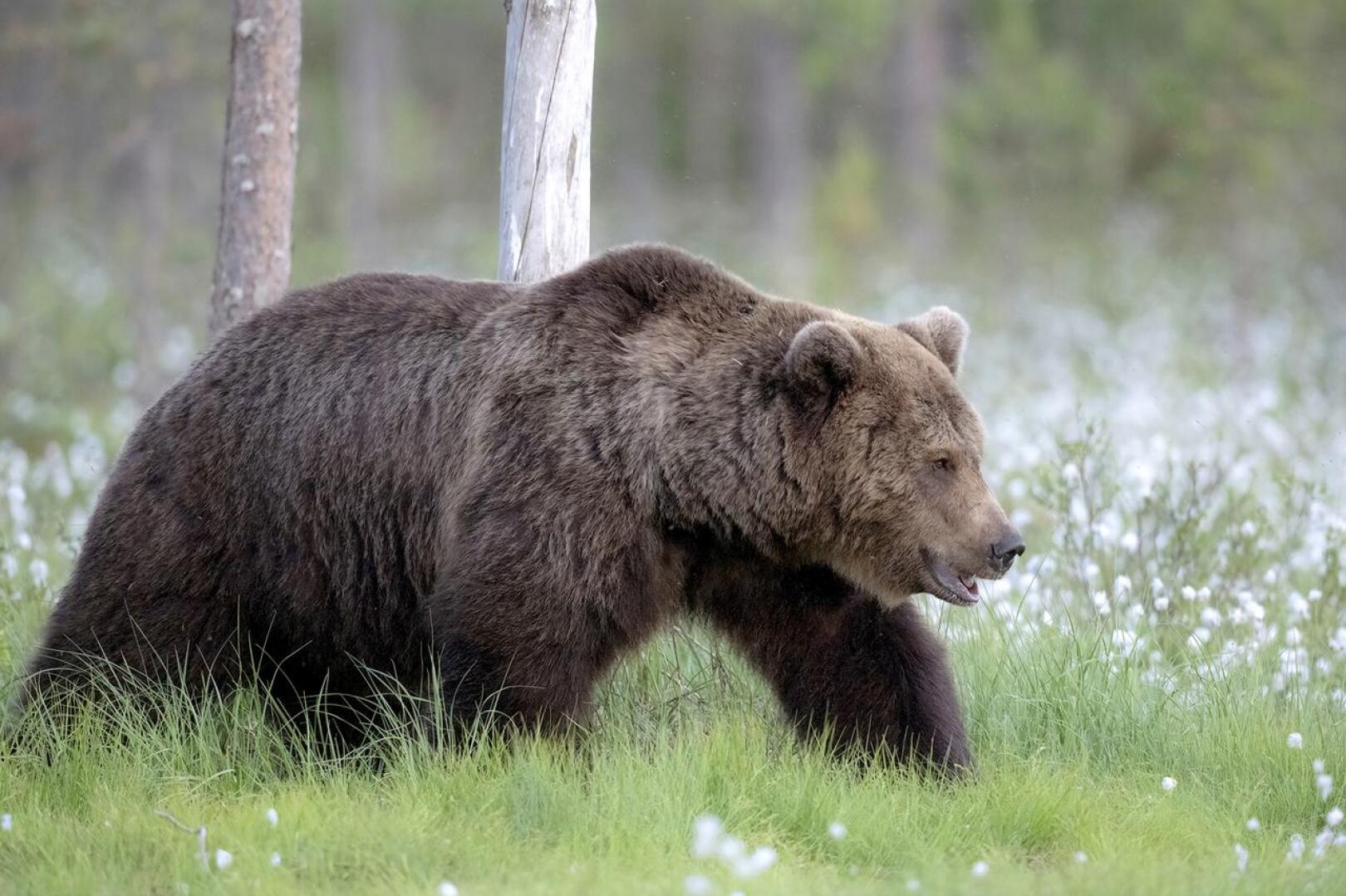 Keski-Pohjanmaalta saa kaataa poikkeusluvalla kolme karhua.