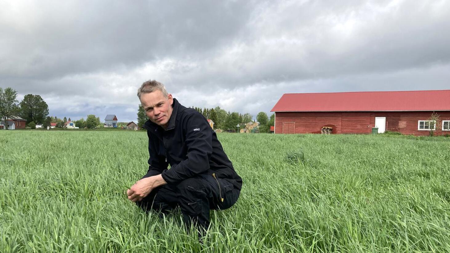 Pekka Nuorala viljelee maitokarjalleen nurmea ja ohraa. Hän uskoo, että ensimmäinen nurmisato saadaan korjattua tavanomaiseen aikaan juhannusviikolla: se vaatii vain sopivasti vettä, lämpöä ja aurinkoa.