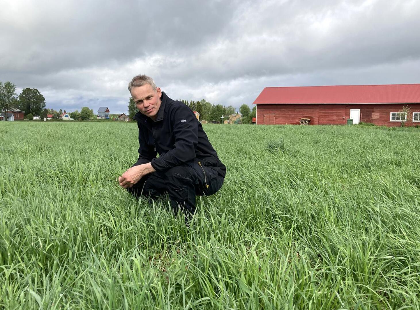 Pekka Nuorala viljelee maitokarjalleen nurmea ja ohraa. Hän uskoo, että ensimmäinen nurmisato saadaan korjattua tavanomaiseen aikaan juhannusviikolla: se vaatii vain sopivasti vettä, lämpöä ja aurinkoa.