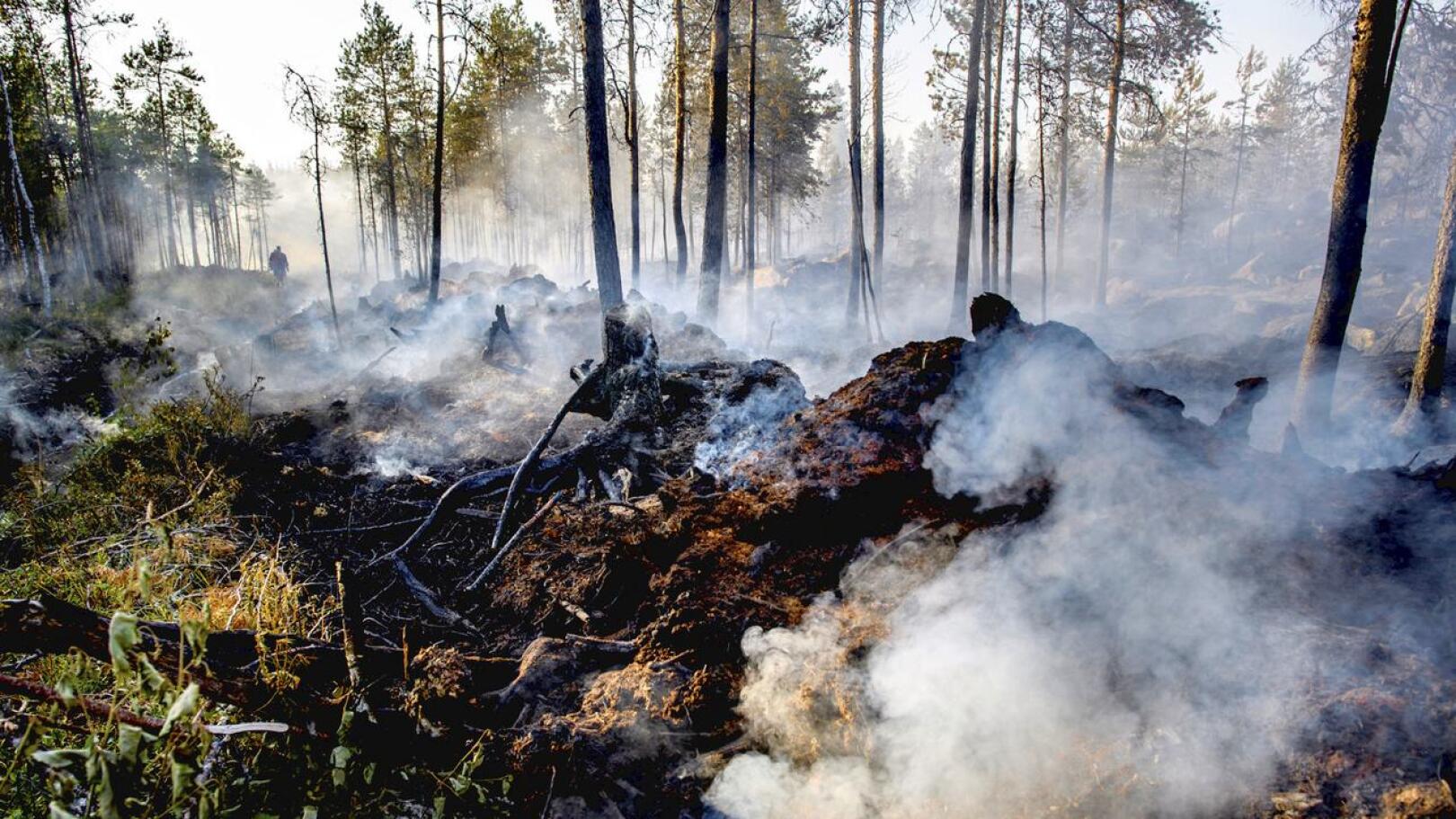 Arkistokuvassa Raution metsäpaloaluetta viime kesänä.