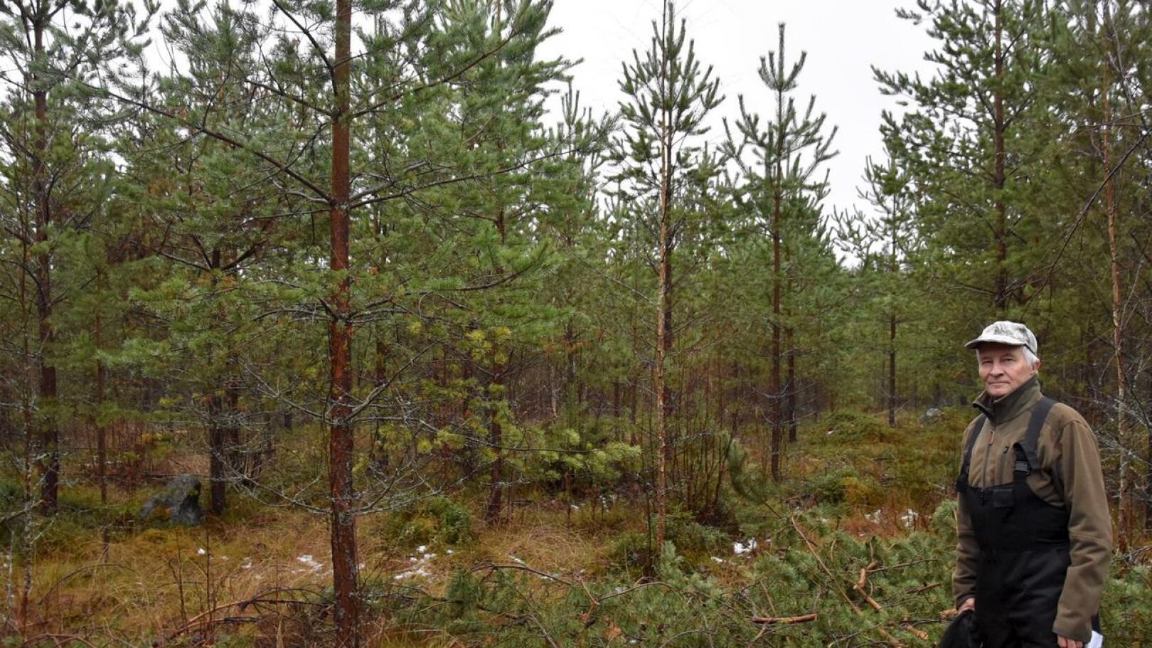 Aukkoja ei näy. Ahti Ala-Pöntiö esittelee 20 vuotta sitten istutettua metsää.  
