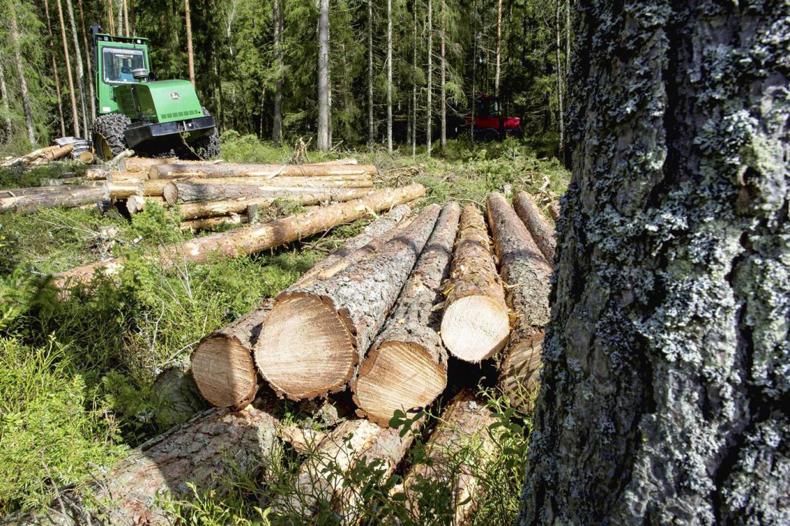 Kirjoittajan mielestä niin sanottu jatkuva kasvatus, jossa korjataan tukkipuut ja jätetään pienempi puusto, on ekologinen vaihtoehto metsänhoitoon. 