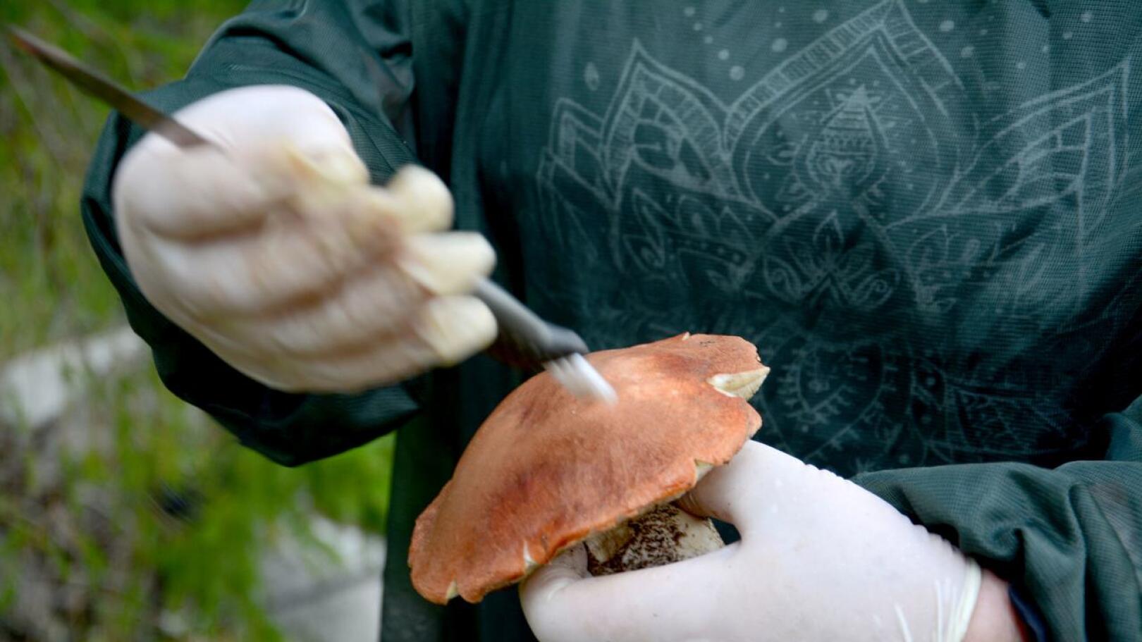 Sienien puhdistaminen on yksinkertaista. Huonot kohdat leikataan pois ja harjalla pyyhkäistään irtoroska sienistä.