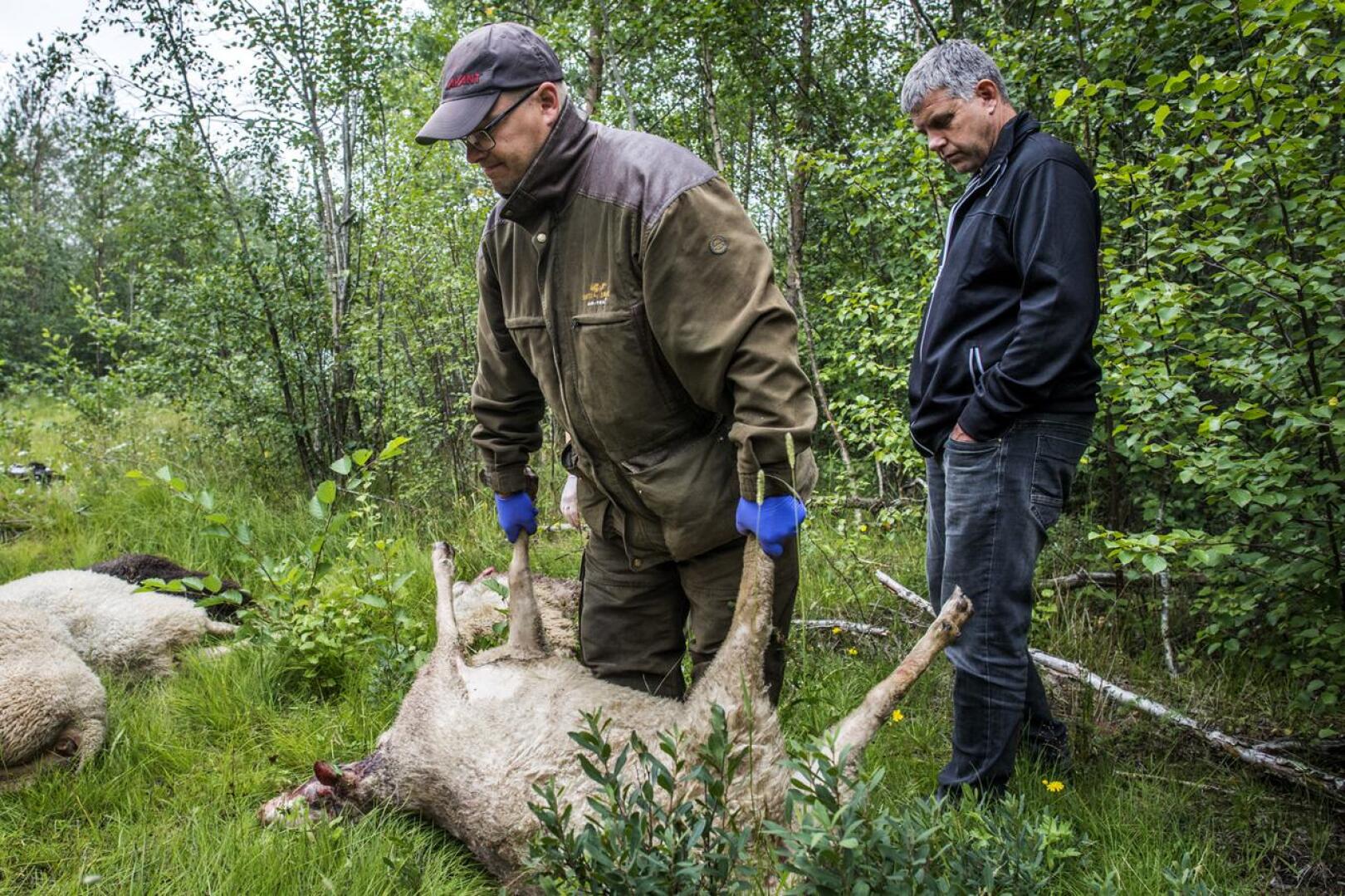 Kalajokinen lampuri Lasse Heikkilä menetti susille ison osan laumastaan. Mika Ängeslevän mukaan uusia havaintoja sudesta ei ole saatu.