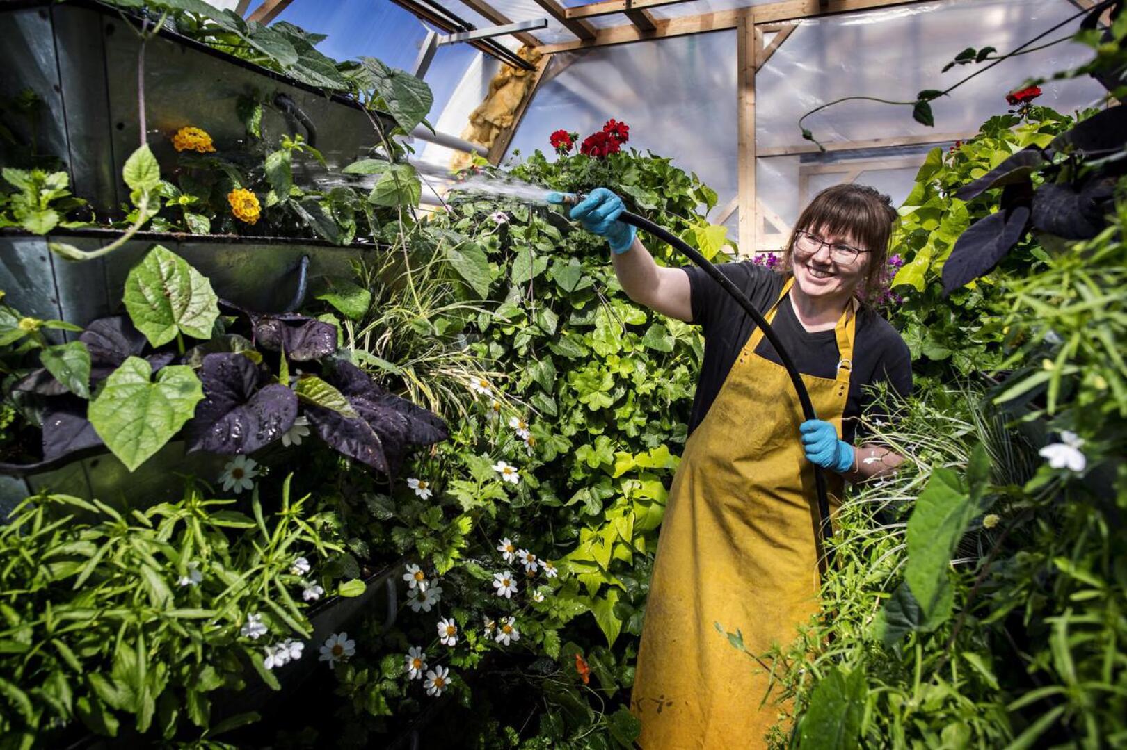 Kaikkien kaupungin kasvihuoneella olevien kukkien kasteleminen kestää pari tuntia. Kasvihuonepuutarhuri Sari Eloranta on saanut suunnitella kesäkukkapylväät oman mielensä mukaan.