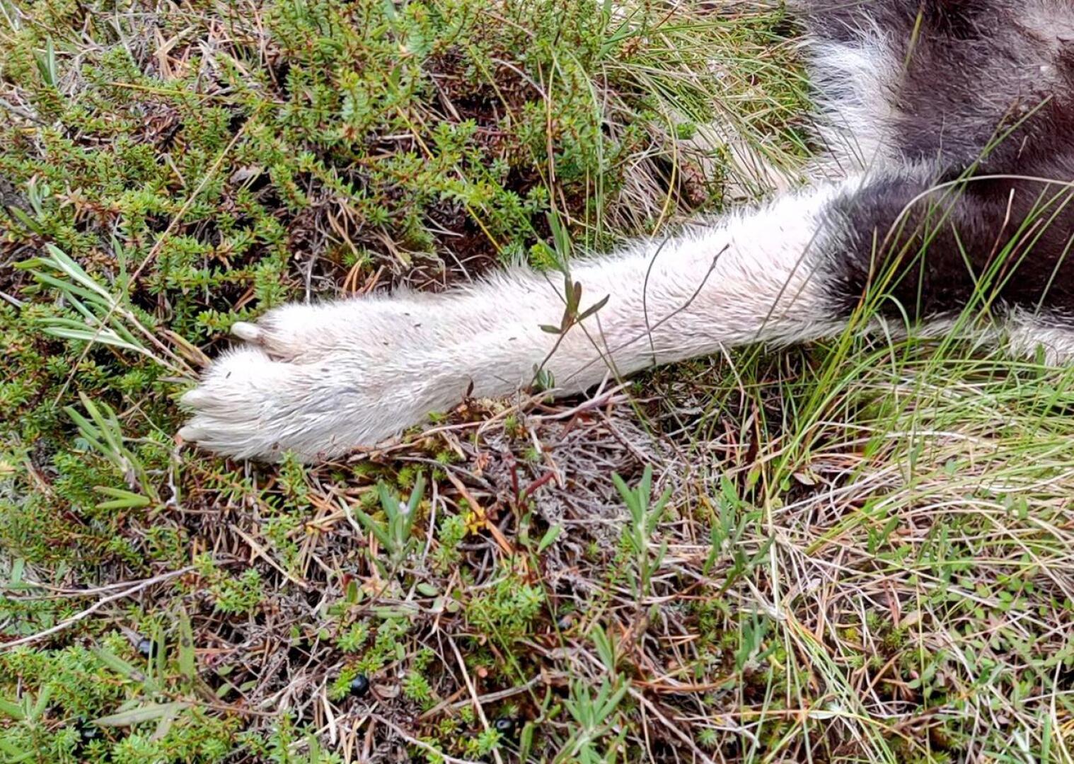 Korvastunturin Jehu-niminen karjalankarhukoira kuoli susien hyökkäykseen.