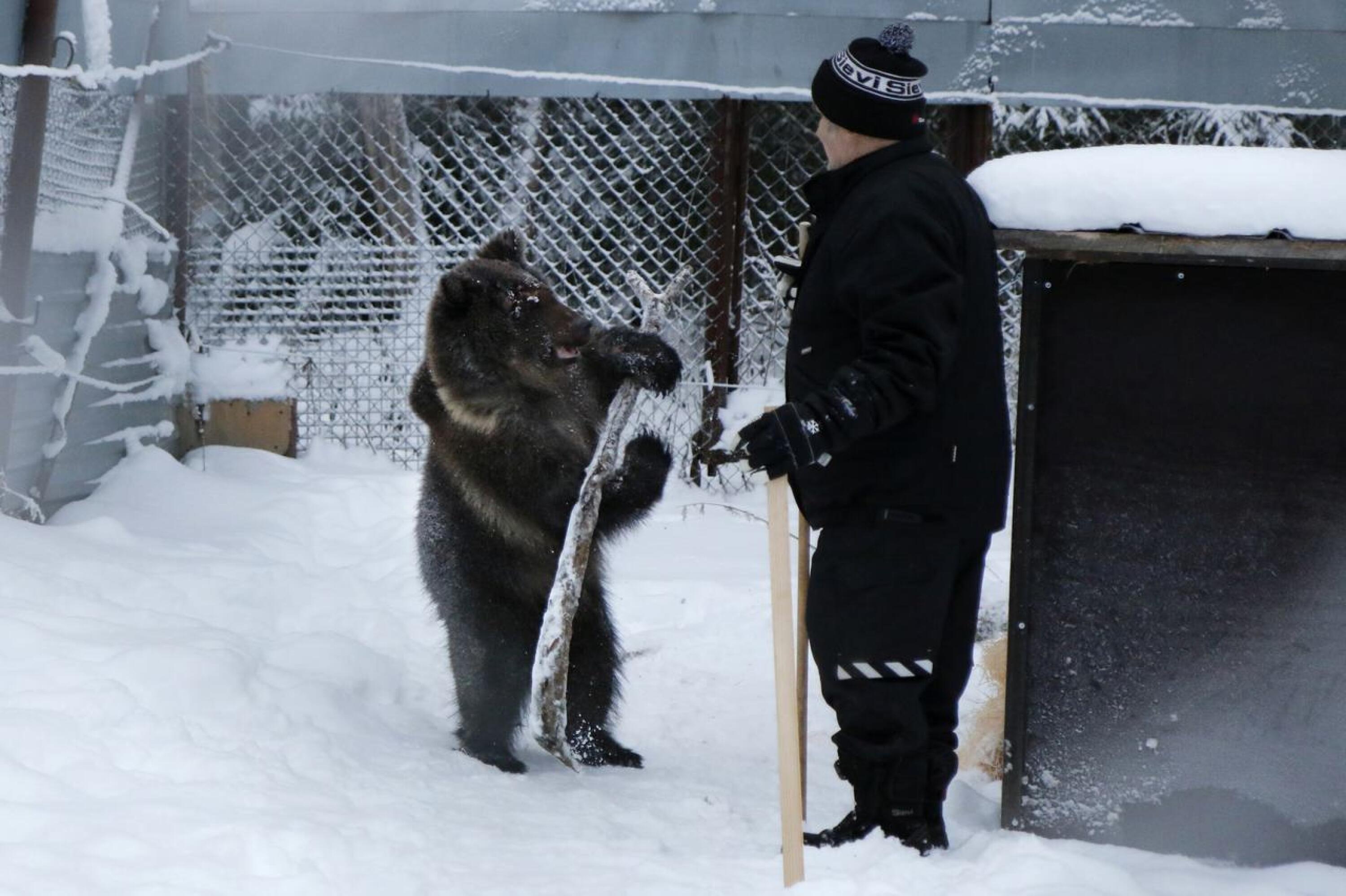 Aina-karhu ja Sulo Karjalainen Suurpetokeskuksessa joulukuussa 2021.