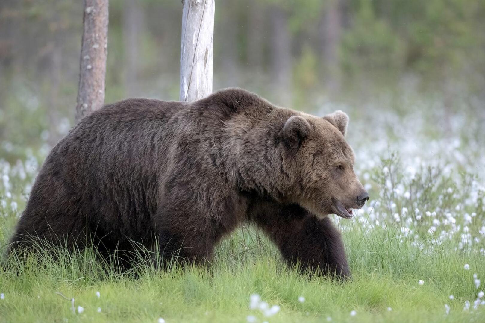 Karhunpyyntiin osallistuu neljän pitäjän alueelta noin 150 metsästäjää, joista parikymmentä on Haapavedeltä.