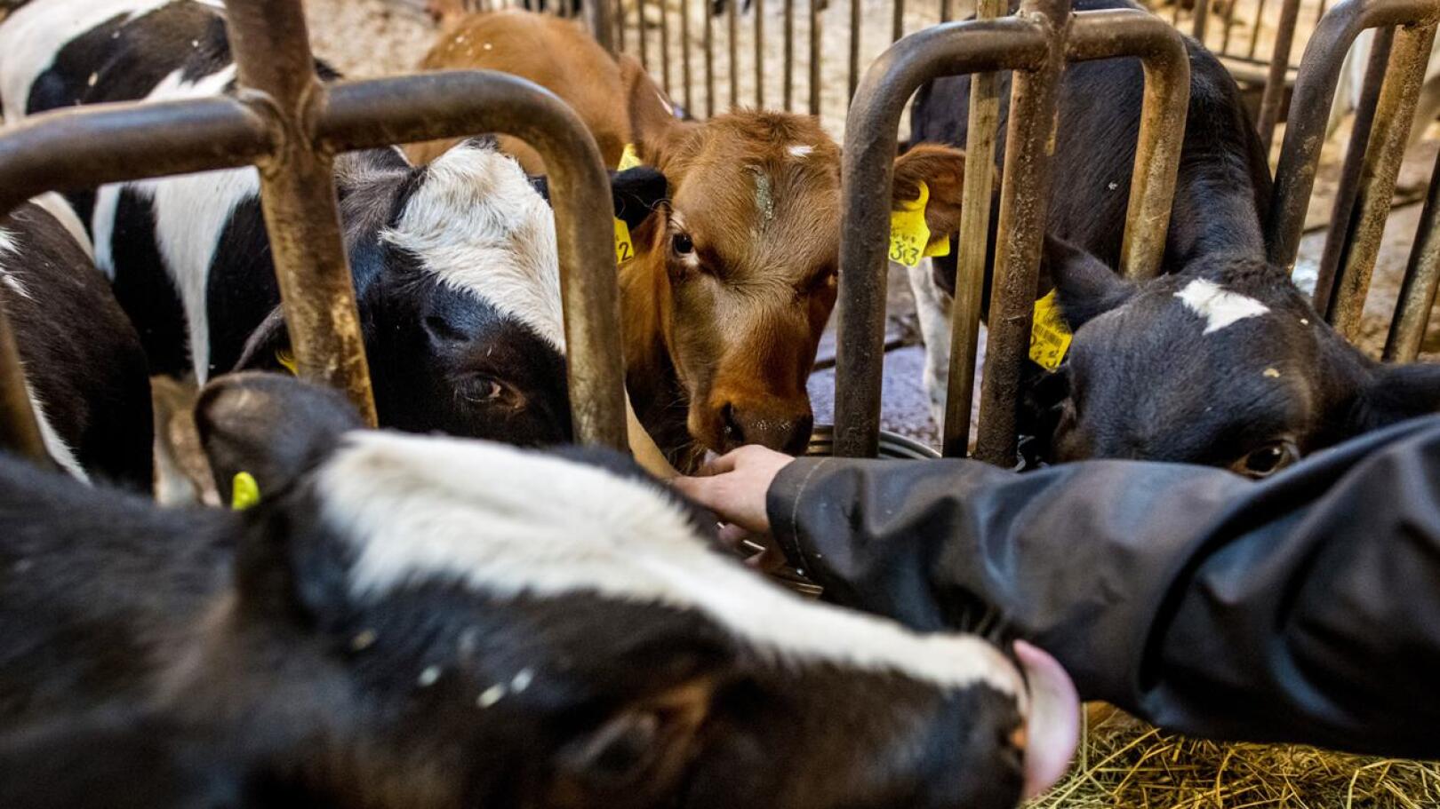 Vuonna 2014 tapahtumien pakoteseuraamukset ovat iskeneet koviten maidontuotantoon. Kuvituskuva. 