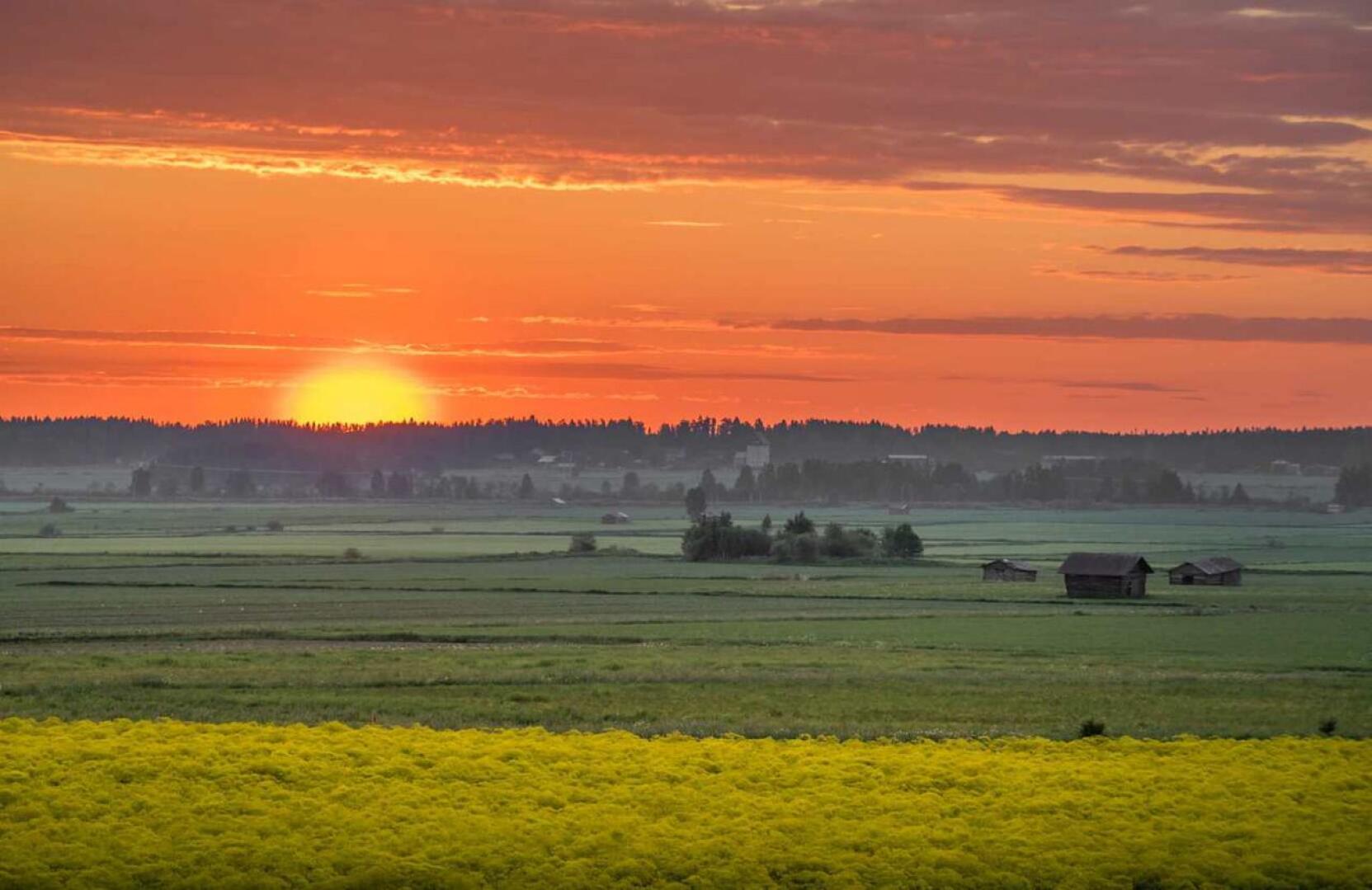 Värimorsinkoa kasvaa Järvikylän pelloilla. Pasi Ainasojan mielestä maaseudussa on paljon hyödyntämätöntä osaamista.