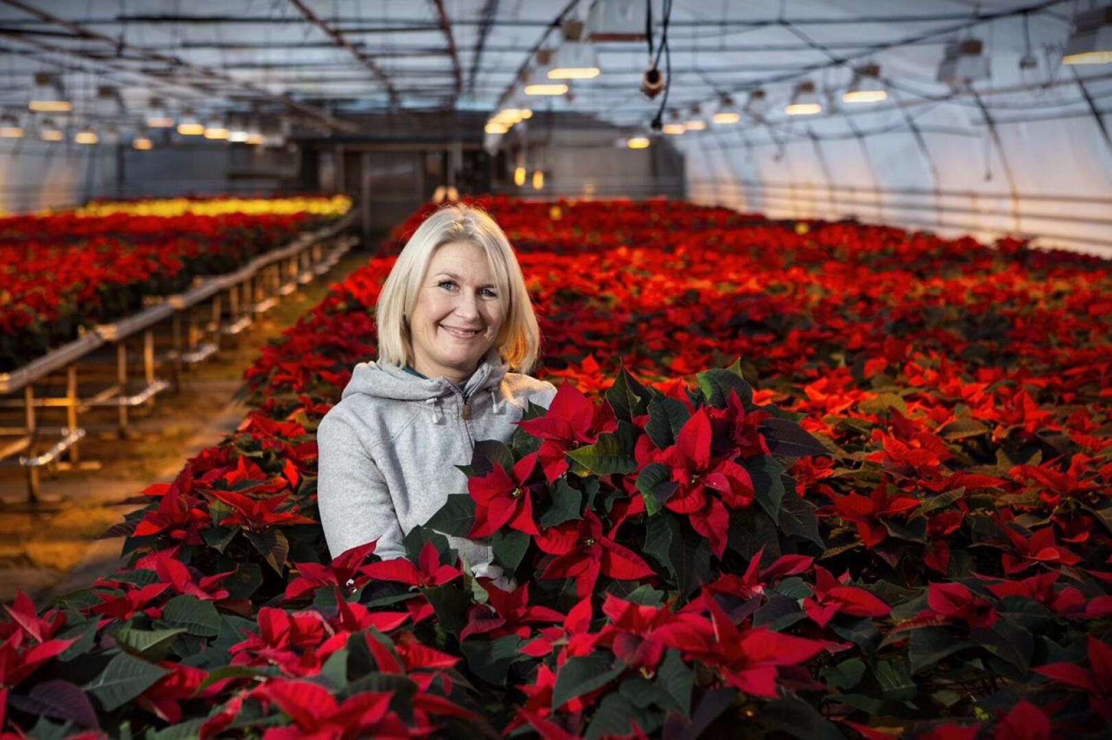 Lindell Flowersin Heidi Kivilompolon mukaan kysytyin kukka on perinteinen joulunpunainen joulutähti. -Valkoista joulutähteä kysytään enemmän itsenäisyyspäivän tienoilla, mutta joulun lähestyessä halutuin on punainen. 
