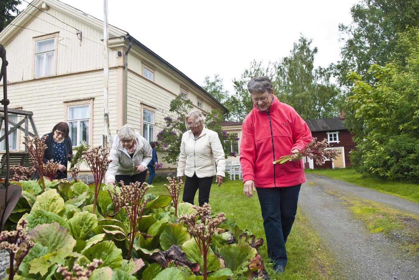 Ritva Andersson,  Leena Wargh, Gunvor Hongell ja Anna Lisa Uusitalo siistivät Wissin talon pihapiiriä.