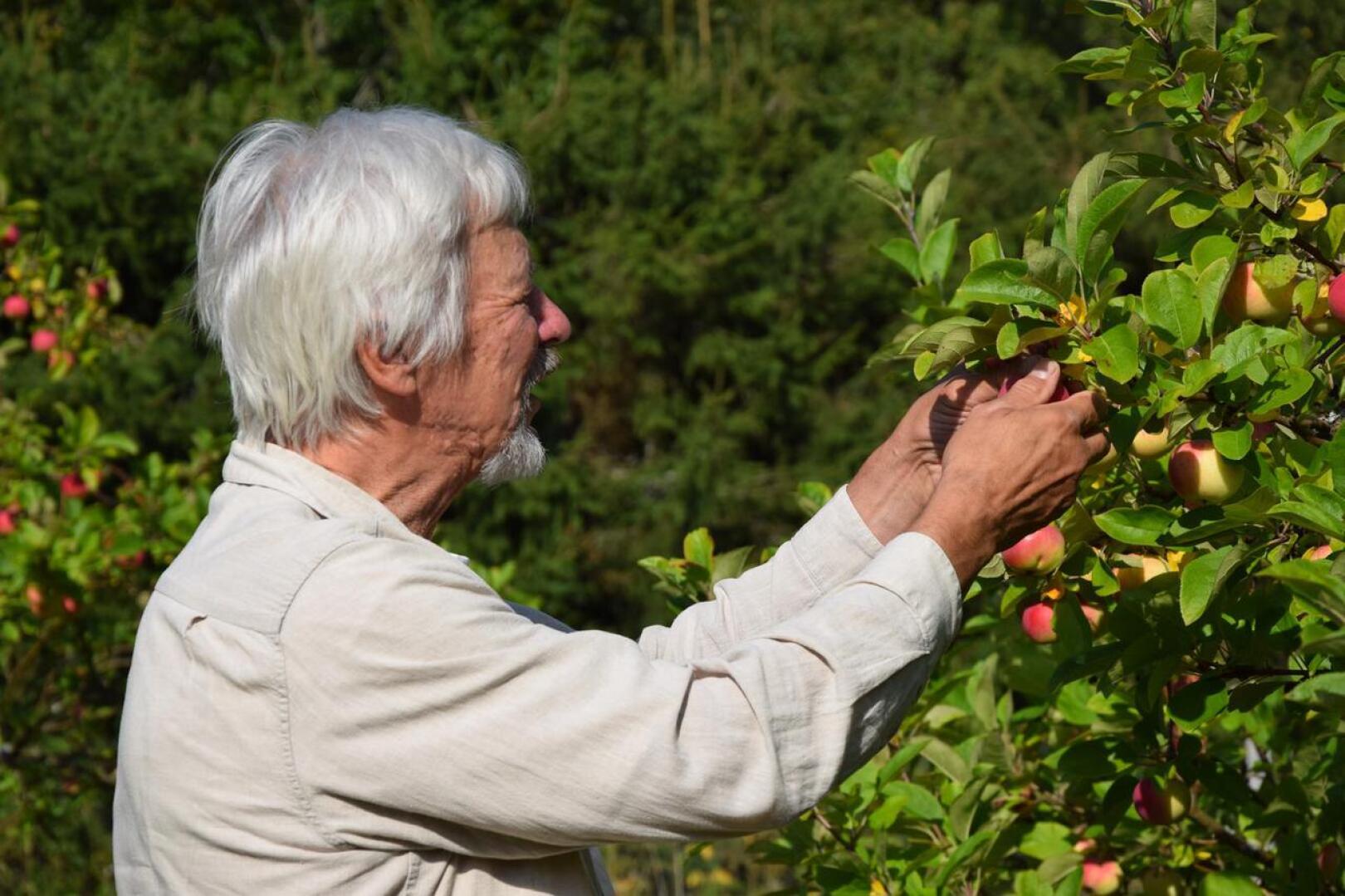 Eero Huttunen hoitaa mielellään kolmenkymmenen puun hedelmätarhaa, jossa kasvaa omenia, kirsikoita ja luumuja, sekä vadelmia ja herukoita.