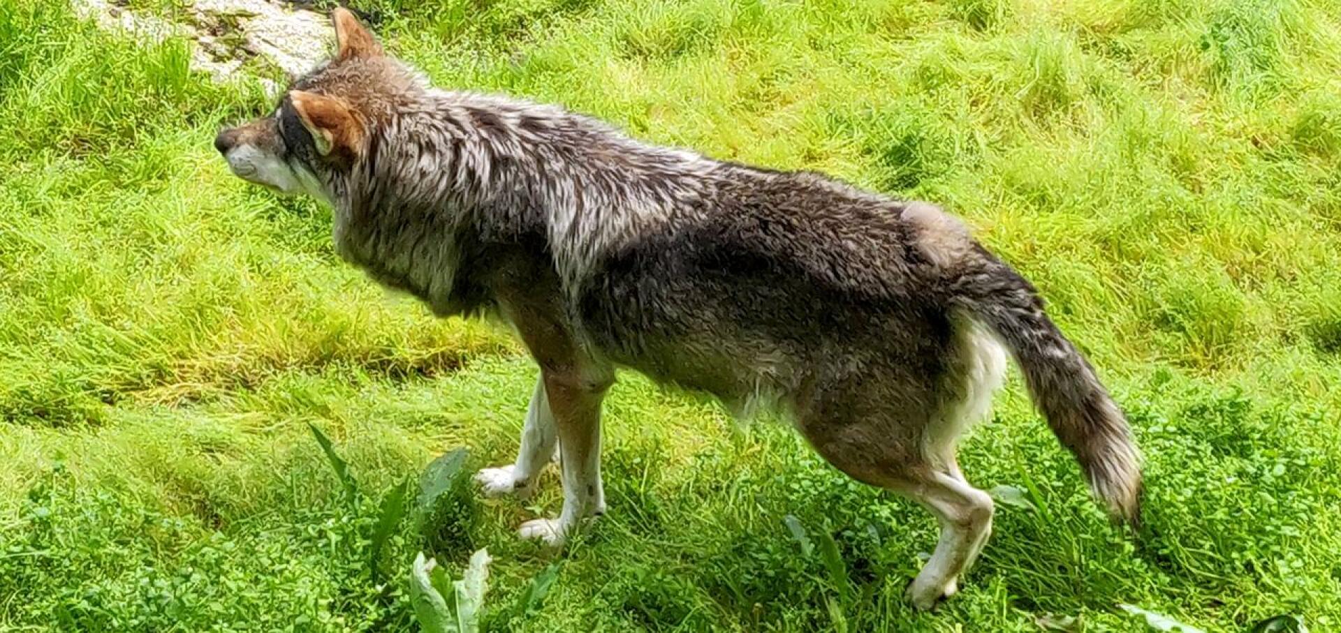 Sudet ovat hyökänneet koirien kimppuun Haapajärvellä ja sen lähialueilla useaan kertaan hirvijahdin alettua. Tämä susi on kuvattu Ähtärin eläinpuistossa.