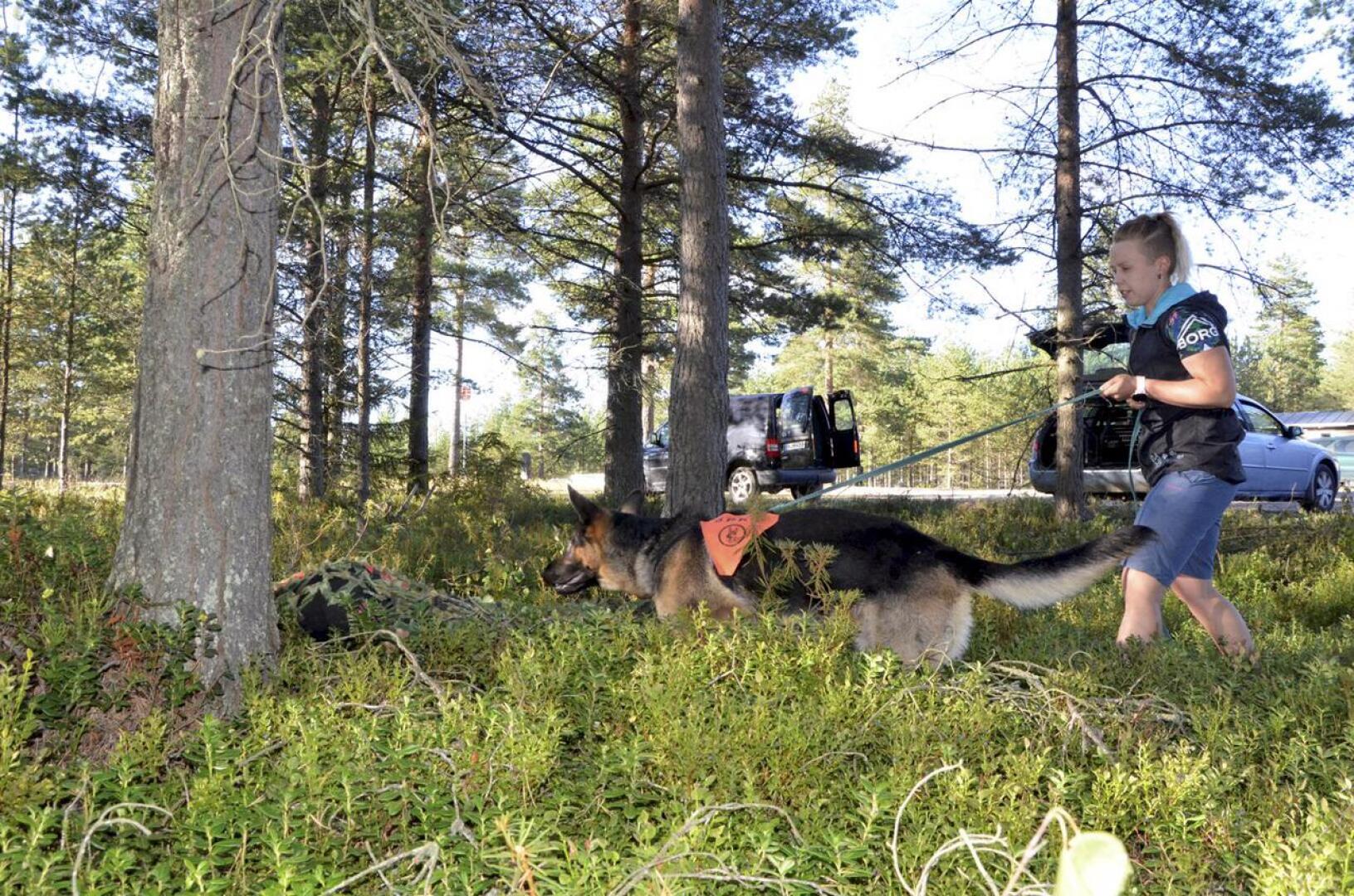 Henkilöetsintäharjoituksissa ihminen piiloutuu metsään maastopeitteen alle. Kuvassa Jenni Palolan Xepe-koira harjoittelee palveluskoirataitojaan.