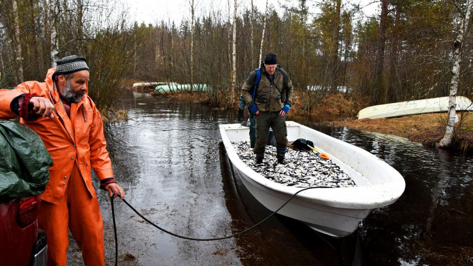 Kalastaja Aulis Kiiskilä vetää särkiä ja tutkija Sami Timosta kohti lava-auton perää. Pian kalojen matka jatkuu liikennebiokaasun raaka-aineeksi.