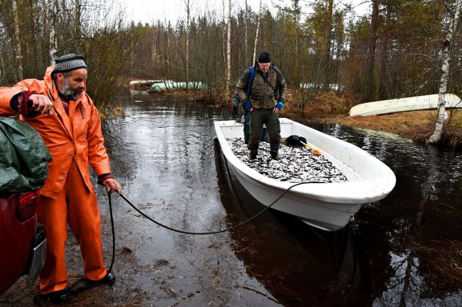 Kalastaja Aulis Kiiskilä vetää särkiä ja tutkija Sami Timosta kohti lava-auton perää. Pian kalojen matka jatkuu liikennebiokaasun raaka-aineeksi.