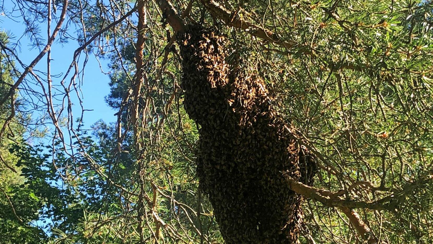 Mehiläistarhan pesästä on karannut puolet porukasta. Parvi parkkeerasi Ylivieskassa mäntyyn siksi aikaa, kun tiedustelijamehiläiset etsivät uutta pesää. Jos tämä sakki päättää muuttaa savupiippuun ja tuottaa 30-40 kiloa hunajaa, niin ollaan vaikeuksissa. 