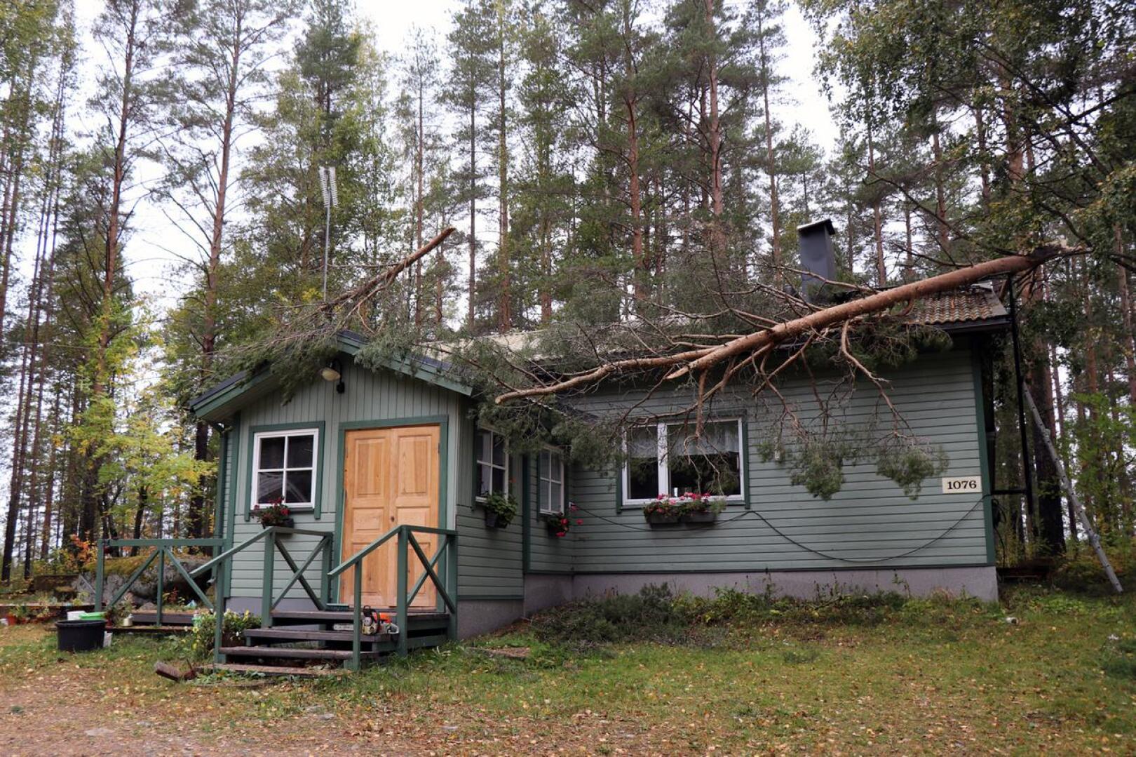 Aila-myrsky katkaisi kaksihaaraisen männyn toisen latvan suoraan Anneli ja Kimmo Kentalan talon katon päälle Halsuan Kanasessa.