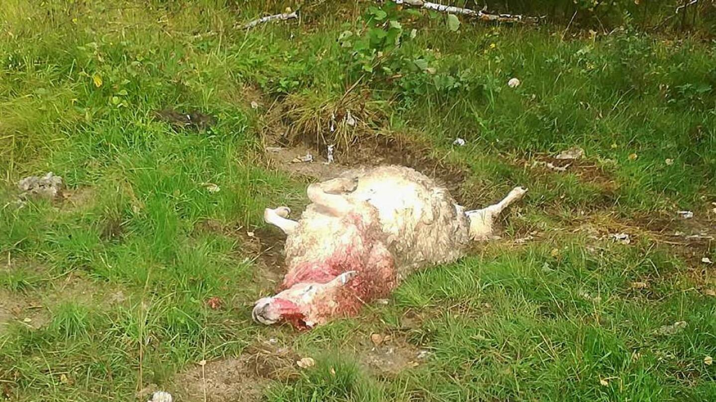 Sudet ovat raadelleet lampaita Letolla kolmeen otteeseen. Kaikkiaan 50 lammasta on kuollut tai jouduttu lopettamaan.
