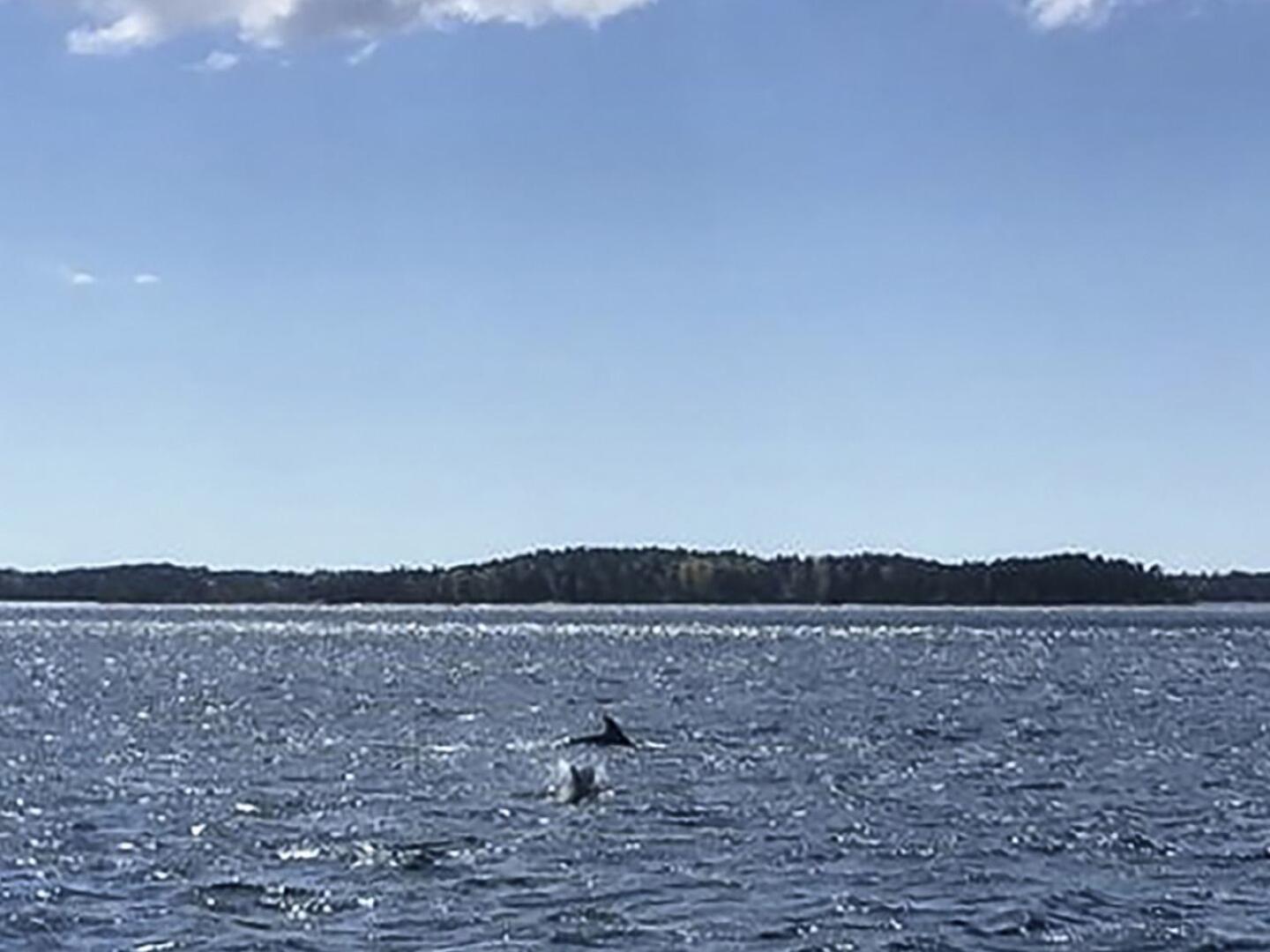 Kemiönsaaren edustalla uiskentelee parhaillaan kolmen pullokuonodelfiinin parvi. Kyseessä on erittäin harvinainen havainto, sillä yleensä delfiinit viihtyvät valtamerissä.