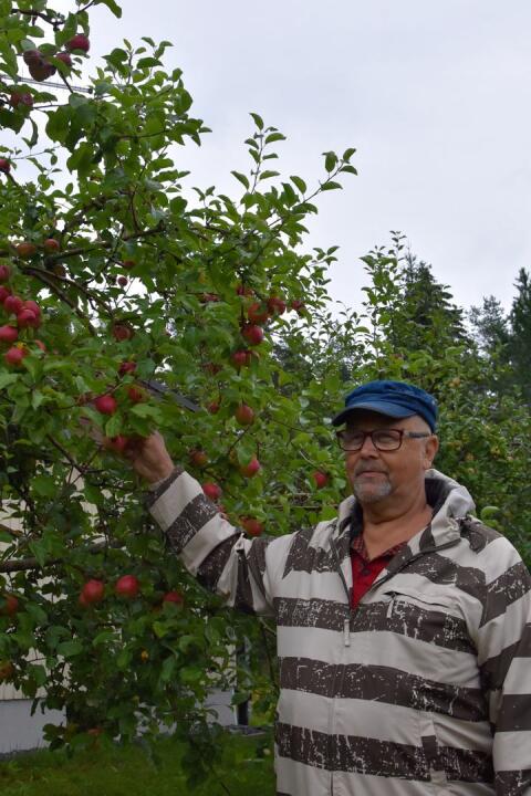 Onnea! Mauno Paavolan pihan omenapuut antavat pian satoa. Omenoita säilötään muun muassa hilloksi. 