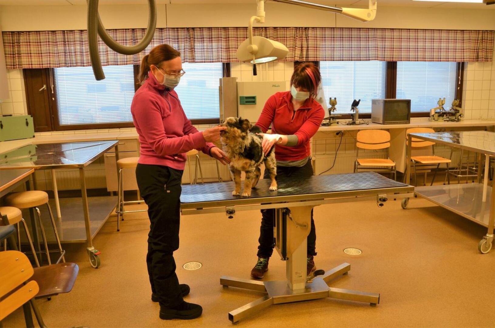 Remontin keskellä. Opettaja Piritta Pärssinen ja eläintenhoitaja Sarianna Seppälä tutkivat 11 viikon ikäistä Glittraa Kpedun eläinklinikan tiloissa. Koulutusyhtymä on palkkaamassa klinikalle oman eläinlääkärin, jonka työhön kuuluu myös opetusta.