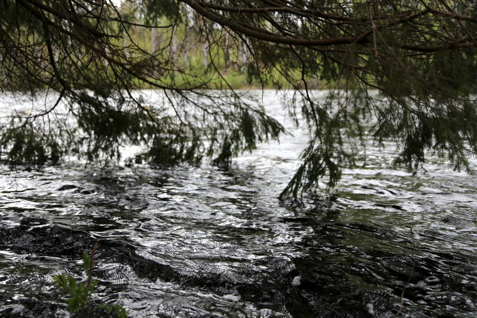 Kuusen oksat hipovat joen pintaa Pitkäkoskessa. 