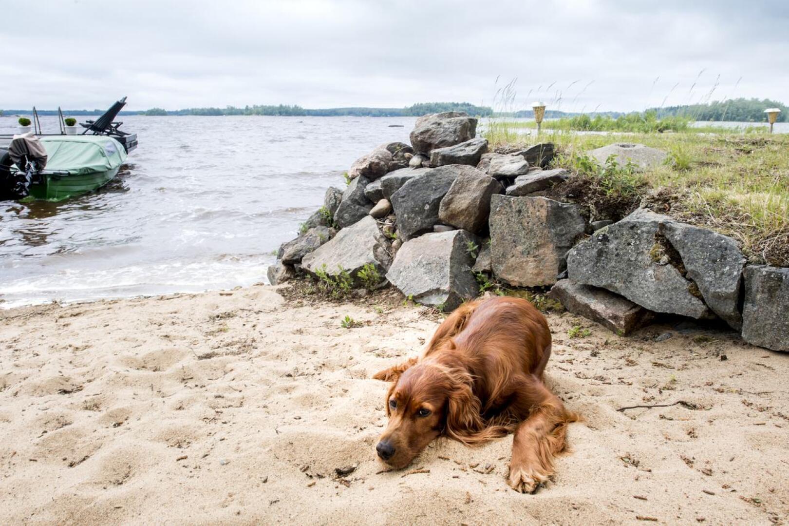 Pariskunnan Bella-koira loikoilee omalla rannalla. 