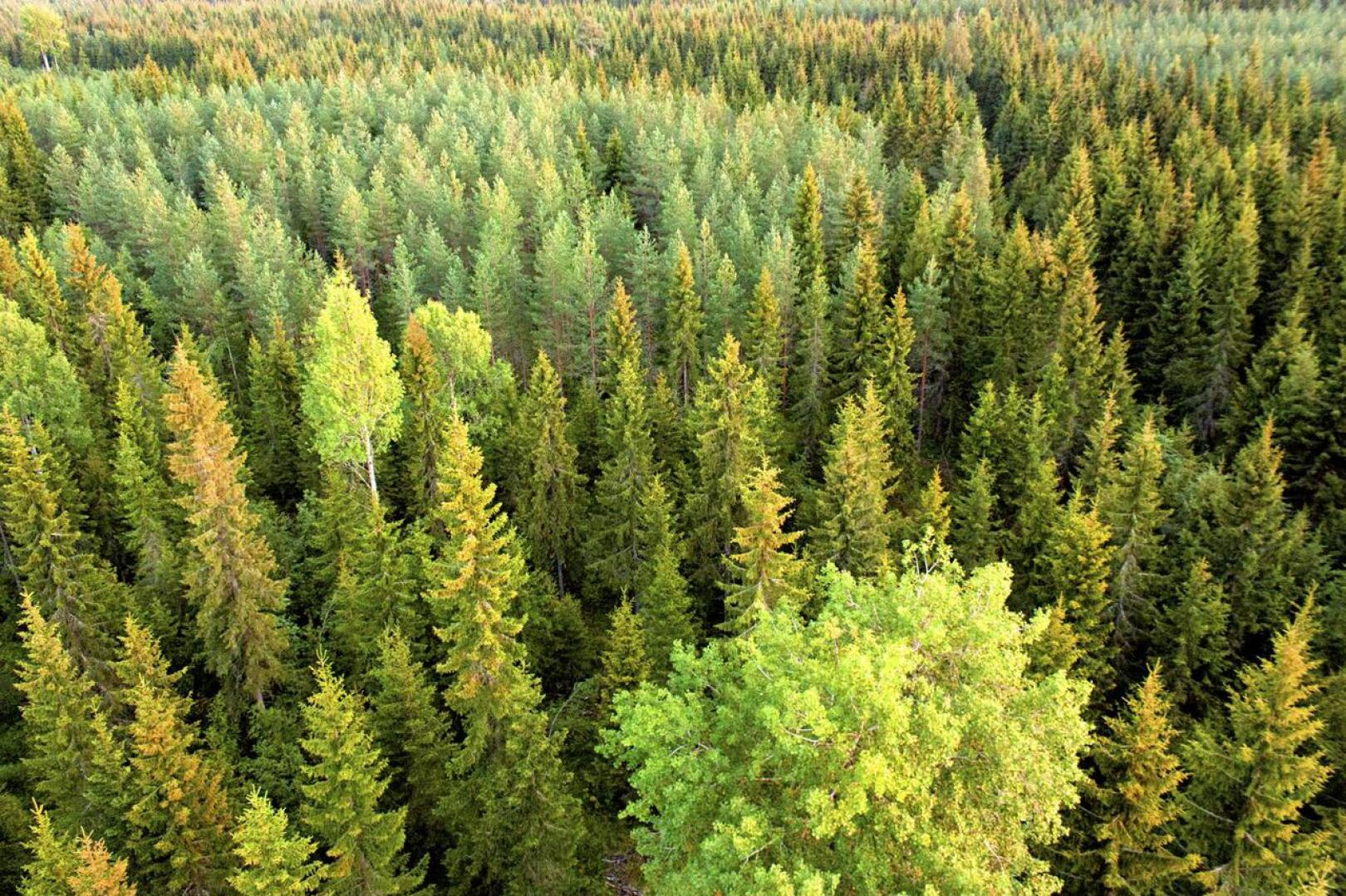 Useita metsäehdokkaita Keski-Pohjanmaalta on käyty jo tarkistamassa mahdolliseksi luonnonsuojelualueeksi.