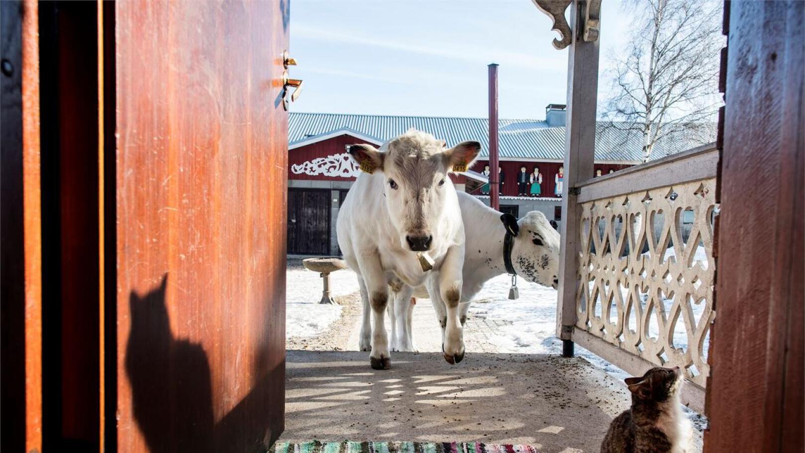 Onna-lehmä ja Niila-härkä viihtyvät porraspäässä, mutta sisälle uskaltautuu vain rohkeampi ja uteliaampi Onna. Kuva: Jukka Lehojärvi