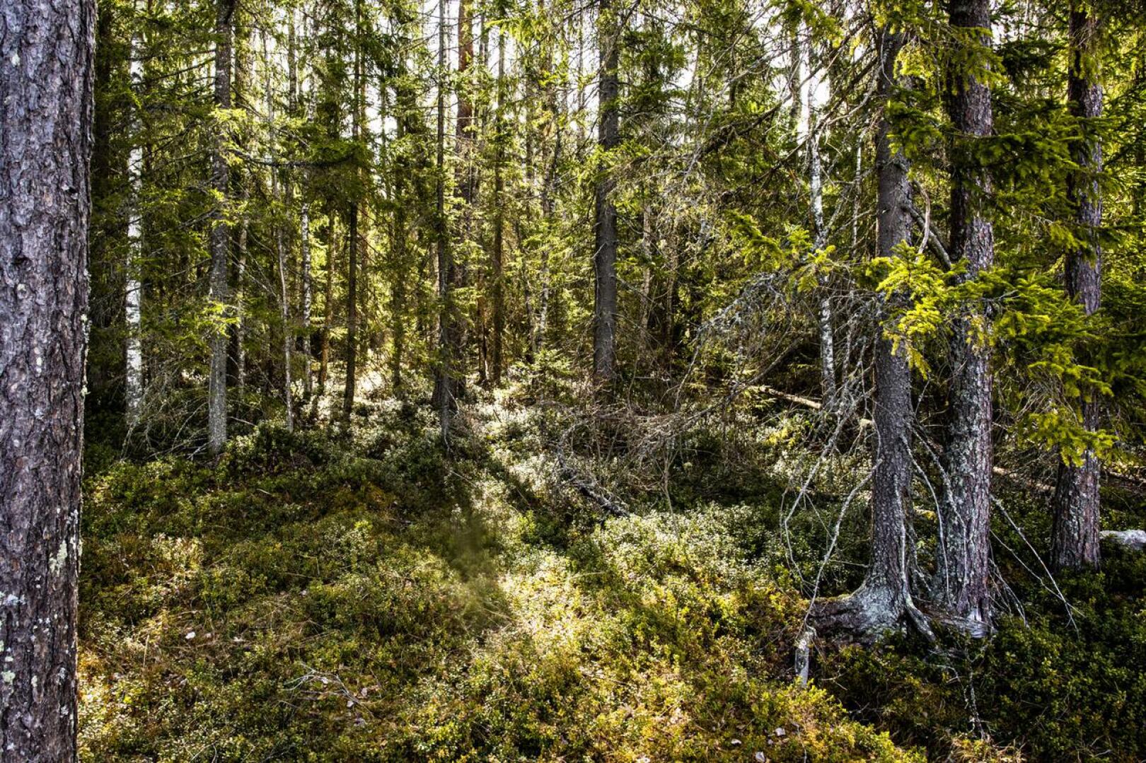 Kirjoittajan mukaan metsälaki on uudistettava ja sitä laadittaessa on käytettävä maalaisjärkeä ja tietoa metsien kehityksestä vuosisatojen ajalta.