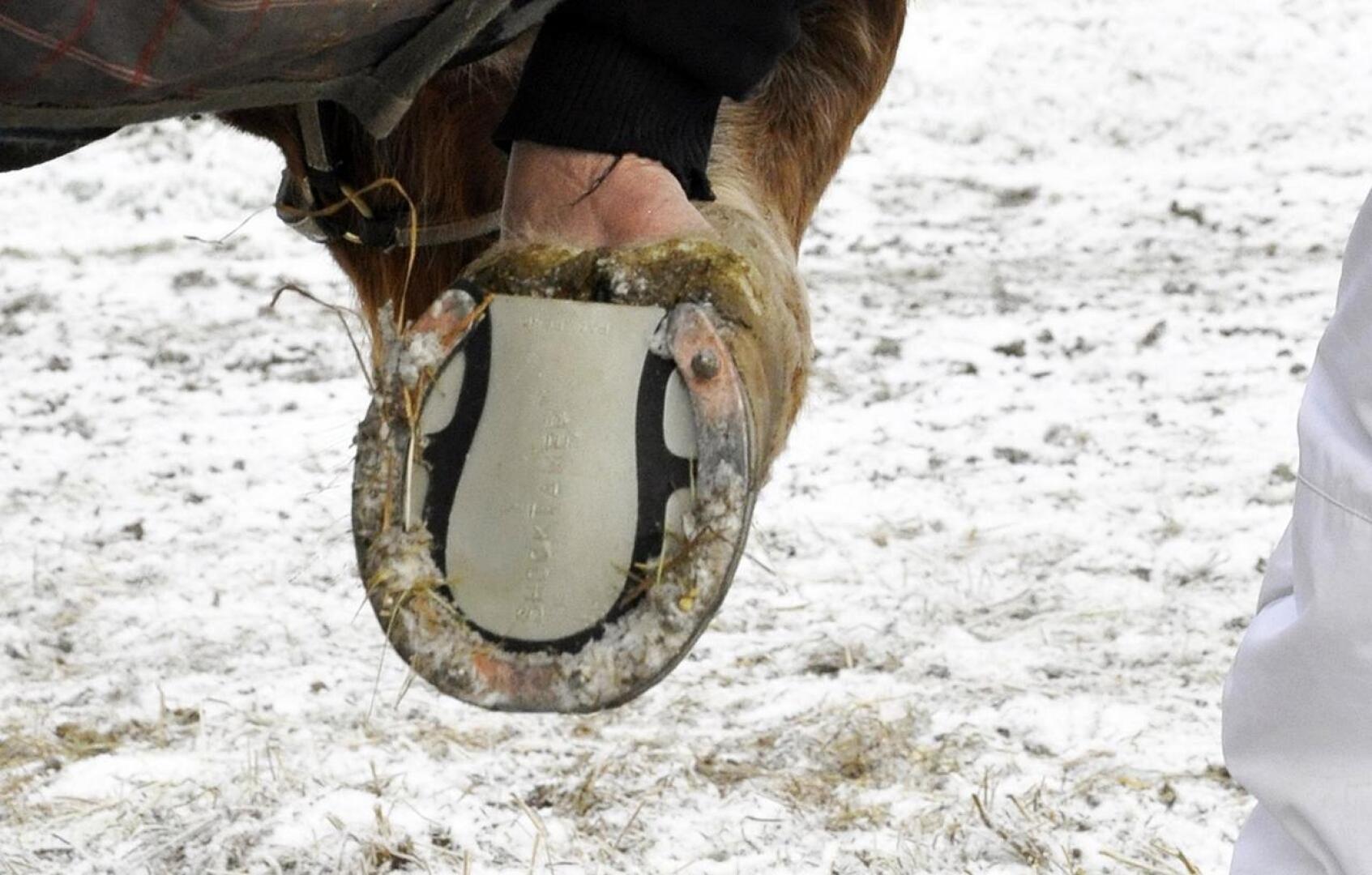 Ravihevosten kenkäpakko on voimassa kolmatta talvea.
