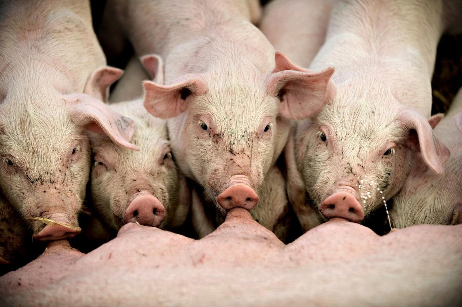 Pellervon mukaan maataloudessa erityisen vaikeassa tilanteessa ovat sianlihan tuottajat. 