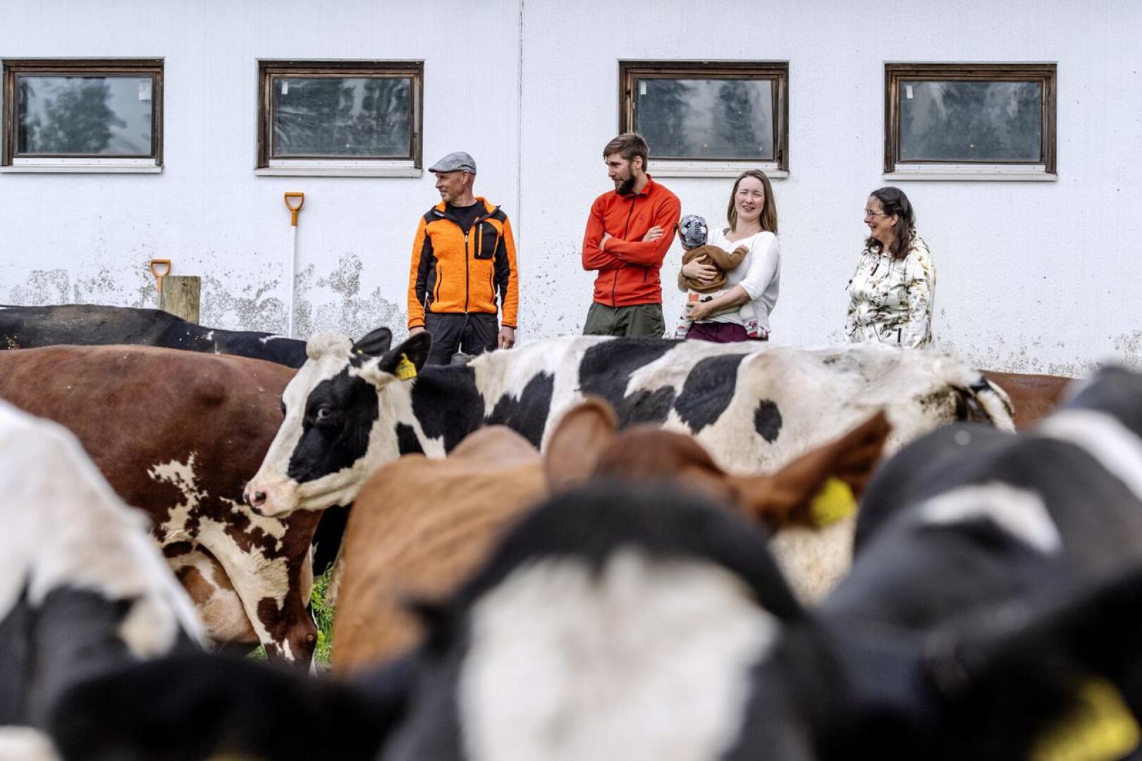 Jukka Koivuoja, Juho, Reija ja Lotta Madetoja sekä Sirpa Koivuoja katselevat lehmiä pihatossa. Osa on Koivuojien mielestä tutun näköisiä.