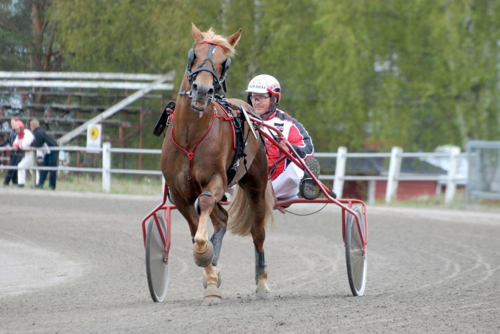 Pauli Raivion Ellin Sisu on pelihevosia lauantaisessa Pelimanni-ajossa.