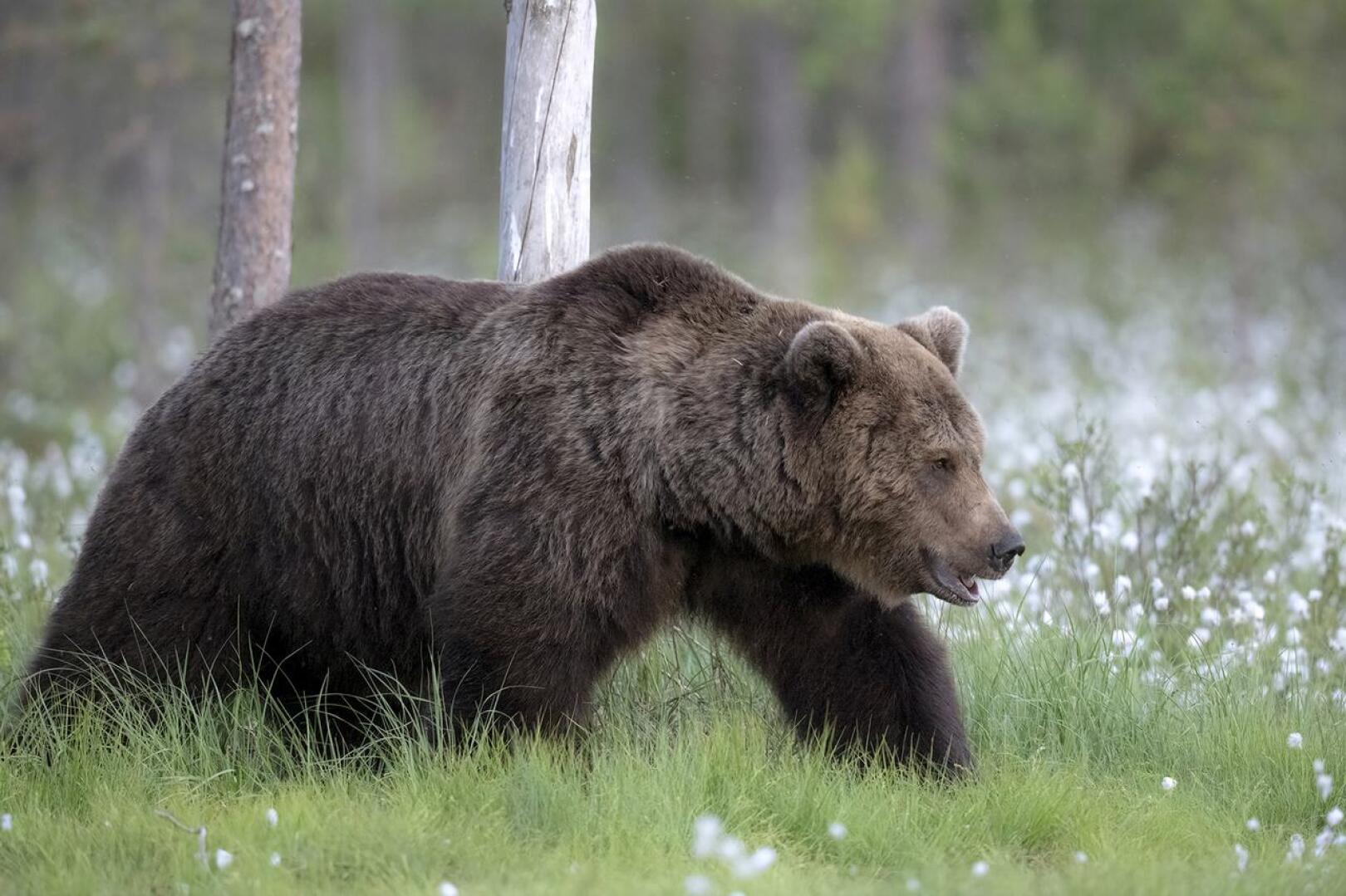 Sonja Kantola sekä Tuomo ja Eevi Haapakoski näkivät karhun perjantai-iltana Pinolan Ollannevalla.