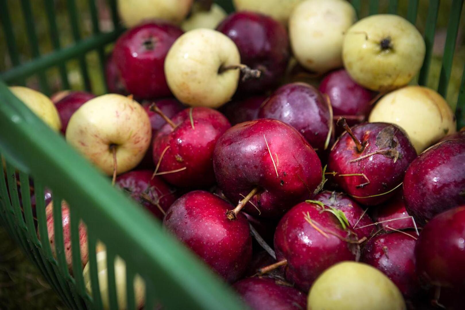 Hedelmät maistuvat rastaille, joten esimerkiksi omenoiden tarjoamista kannattaa kokeilla.