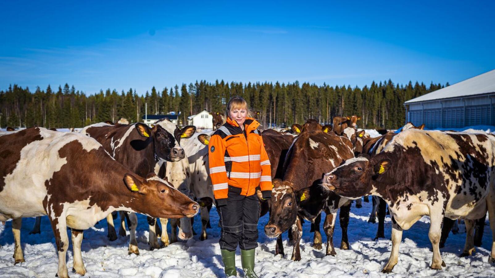 Nivalalainen maatalousyrittäjä Eliisa Kumpula toteaa, että nyt viimeinen kevät korjata Suomen ruoantuotannon huoltovarmuus.