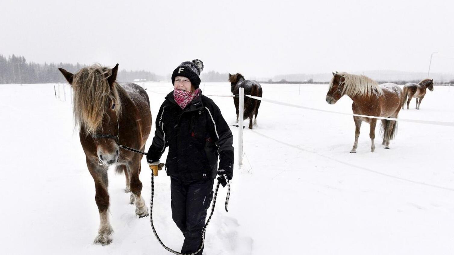 Talvisaikaan hevoset ovat tarhoissa mahdollisimman pitkään keleistä riippuen. 