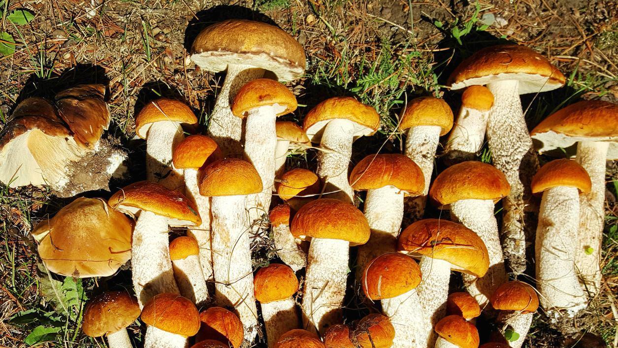 Tämän kesän sienisato on vielä arvoitus. Sieni voi kuitenkin yllättää keräilijän ilmestymällä metsään silloin, kun sitä vähiten odottaa.