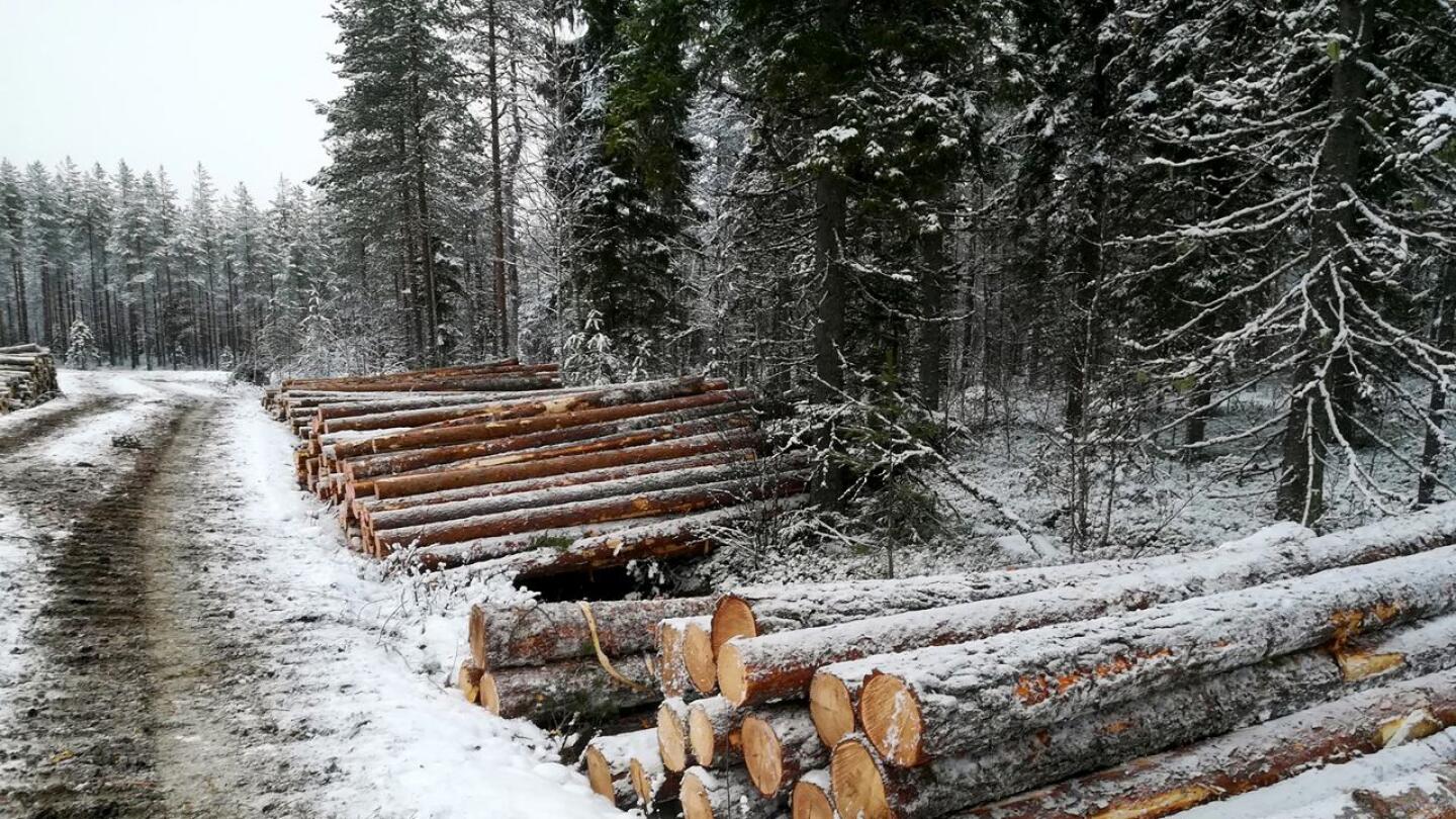 Metsänhoitoyhdistys Pyhä-Kalan johtaja Maunu Kilpivaara muistutaa, että metsät eivät ole menneet koronasta huolimatta kiinni, vaan sahat ja tehtaat tarvitsevat puuta.