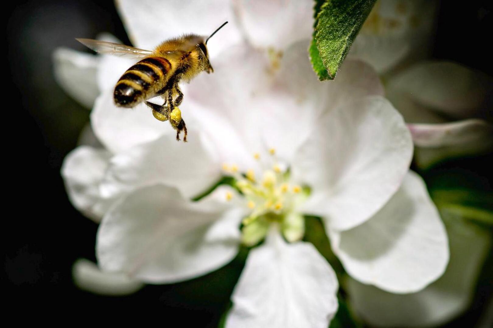 Mehiläinen on tärkeä pölyttäjähyönteinen. 