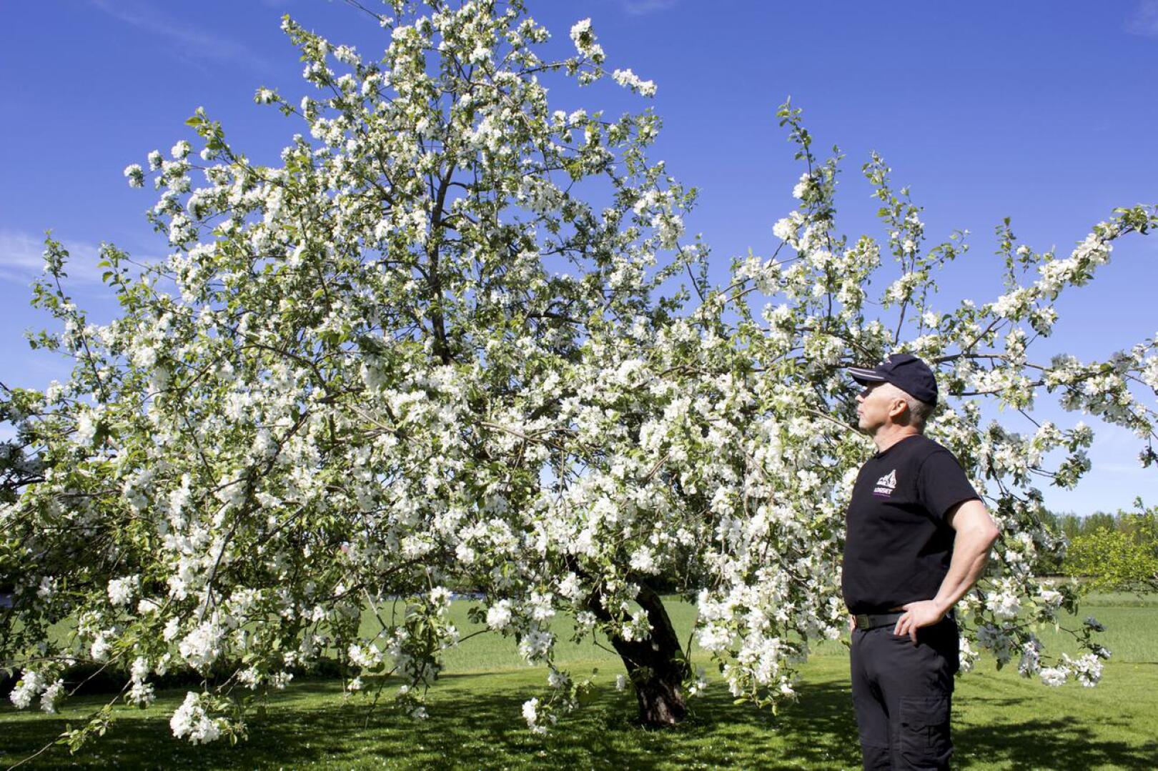 Tapio Kontion takapihalla kasvava omenapuu on lähes 100 vuotta vanha. 