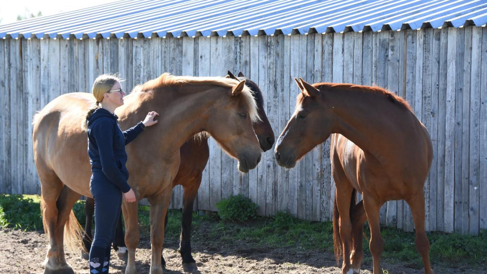Vasemmalta tuntihevoset Pulla, Lippe ja Pave pitävät palaveria. Hevoset saavat nyt nauttia kahden viikon kesälomasta ennen kesäkauden tuntien alkua.