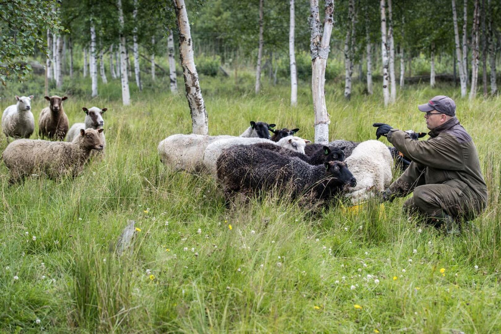 Susi tai sudet verottivat lampuri Lasse Heikkilän maisematyössä ollutta lammaslaumaa. Susiviha nosti päätään sosiaalisen median keskusteluissa.