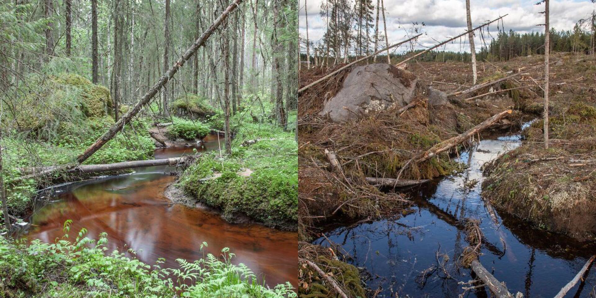 Ammattiluontovalokuvaaja Ari-Matti Nikula muisti kuvanneensa seurakunnan metsän puron vartta takavuosina ja yritti hakatusta maastosta löytää samat kuvakulmat.